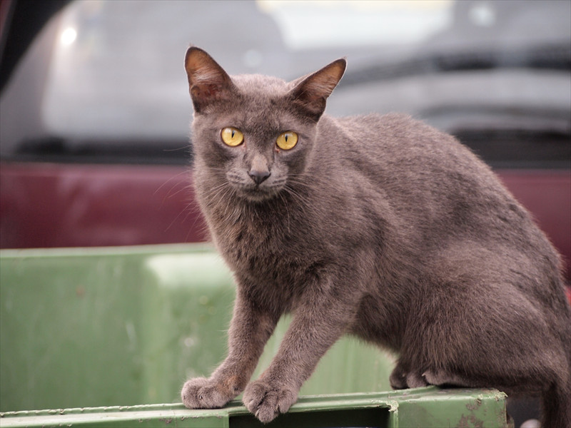 ペナンの猫