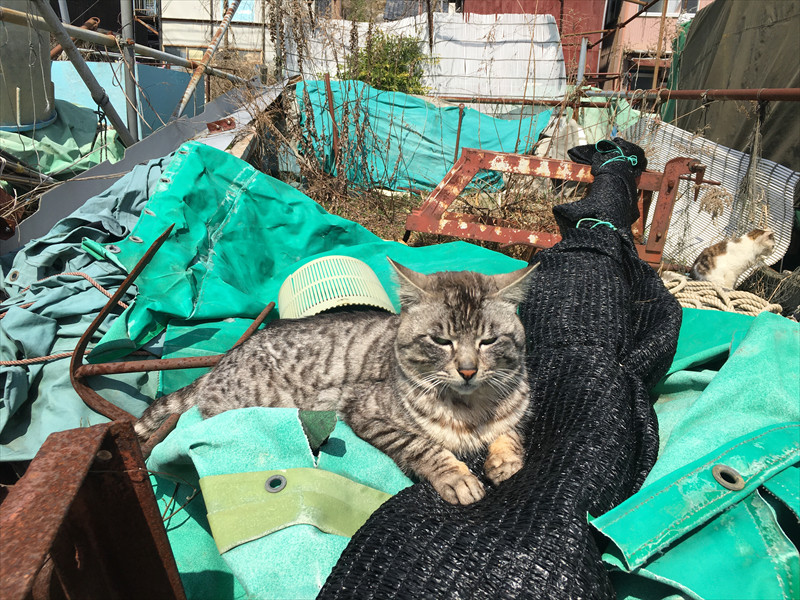 沖島の猫ちゃん