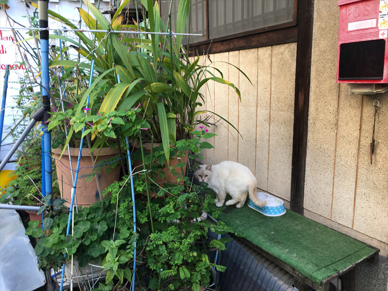 中崎町の猫