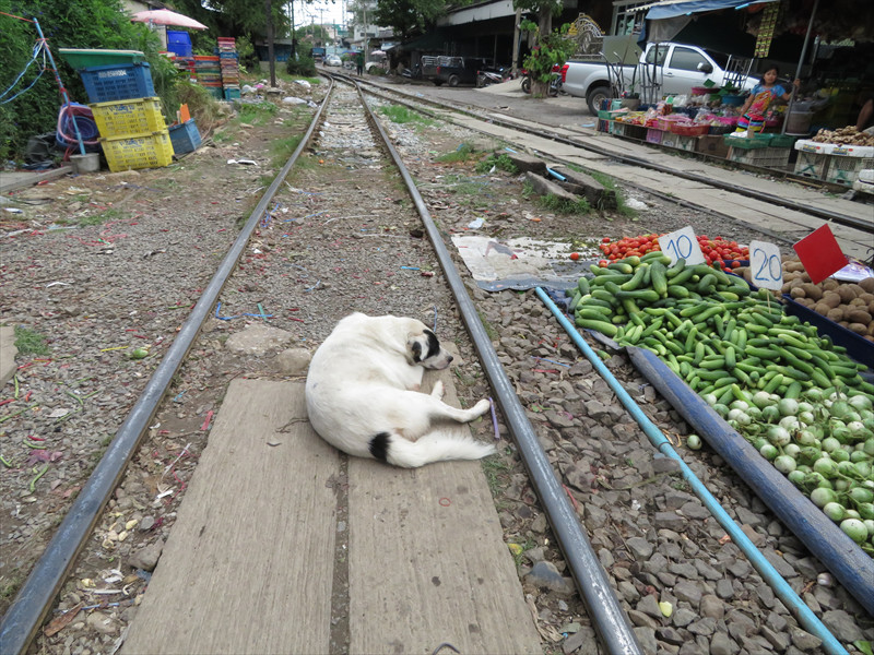 マハーチャイ線路市場の猫