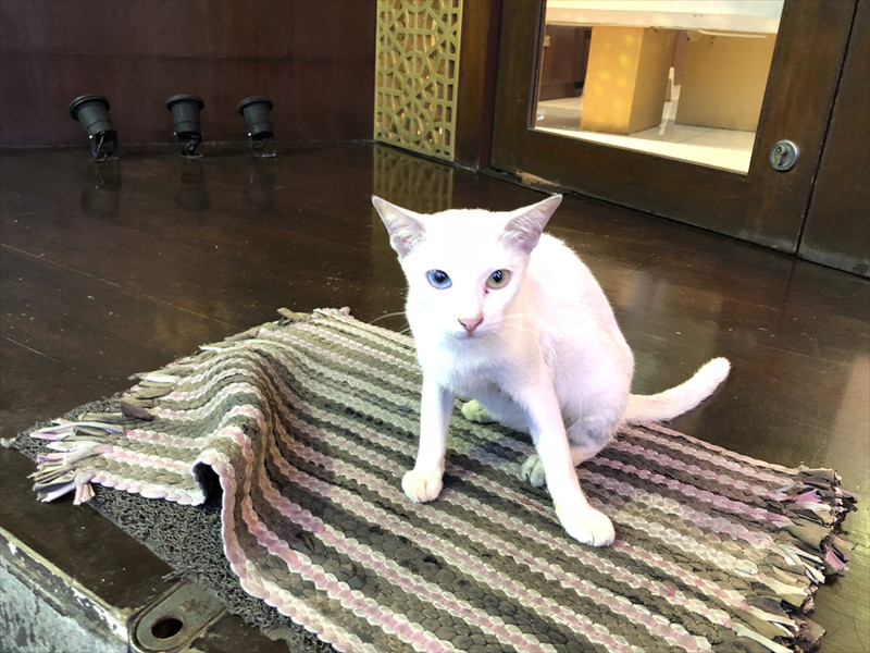 チャイナタウンのオッドアイ子猫
