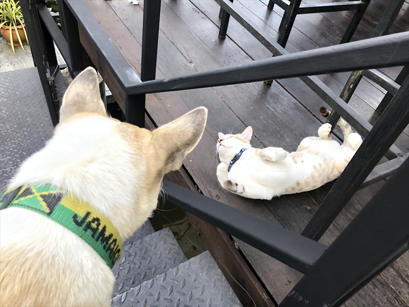 わんこはにゃんこを見ている。