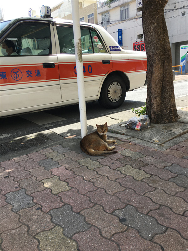 那覇の猫