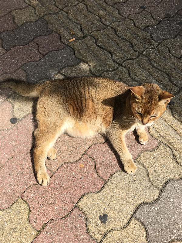 那覇の猫