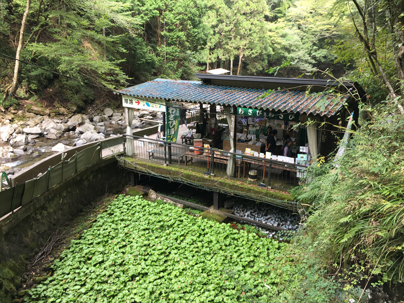 浄蓮の滝のわさび田
