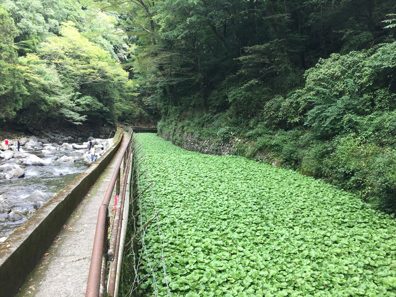 浄蓮の滝のわさび田