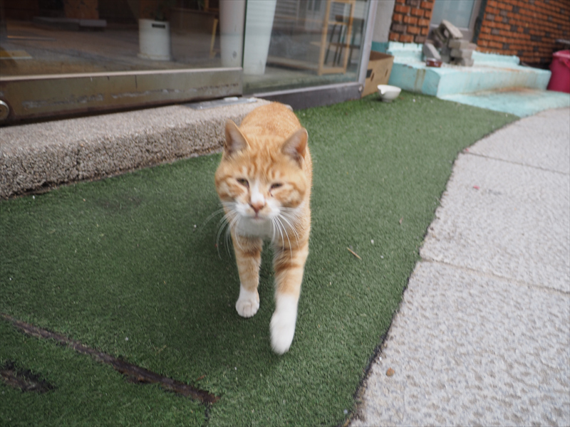 九龍浦の猫