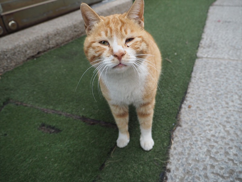 九龍浦猫