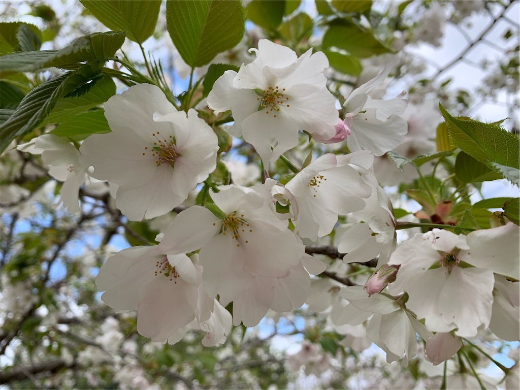 f:id:tantanutakey:20200329164532j:image f:id:tantanutakey:20200329164532j:image