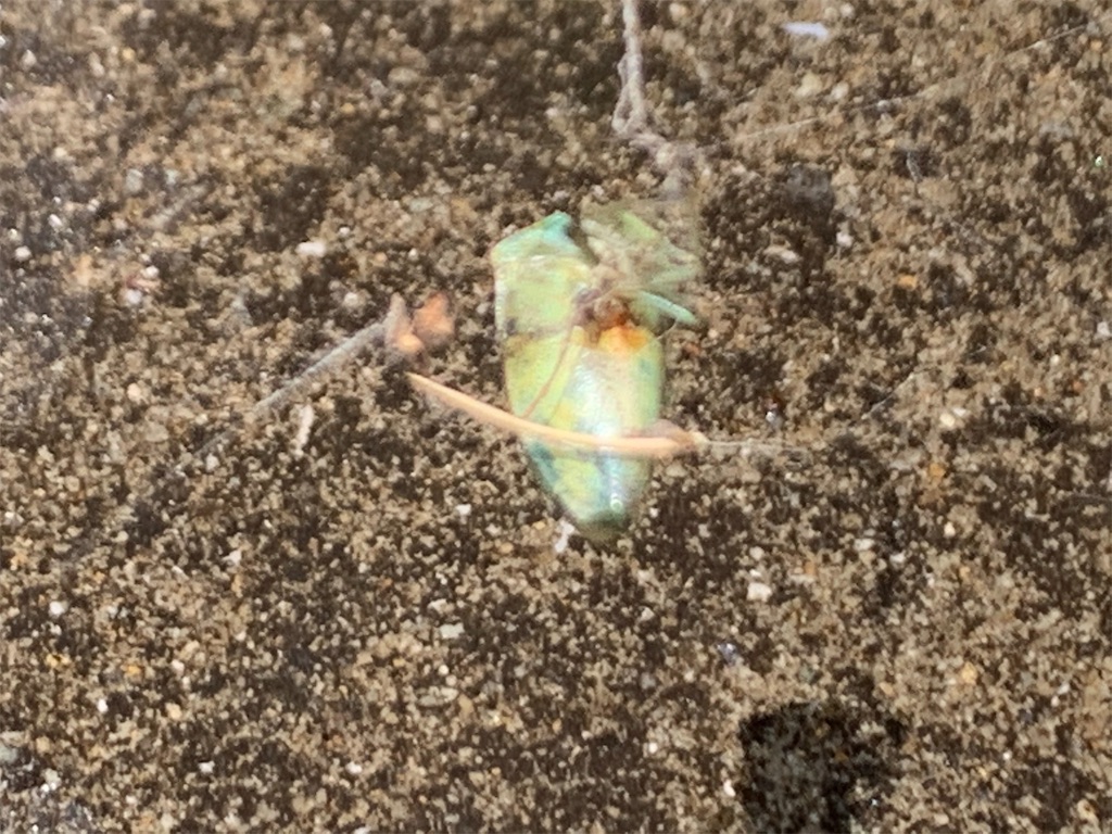 f:id:tantanutakey:20200510183913j:image