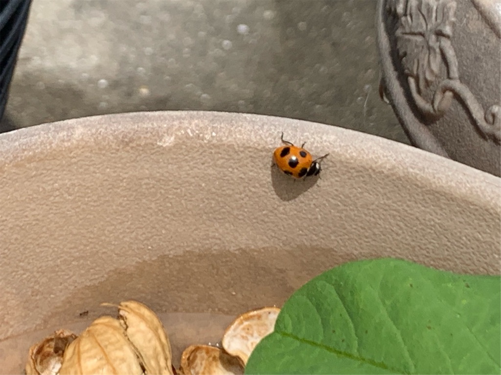 f:id:tantanutakey:20200510184135j:image