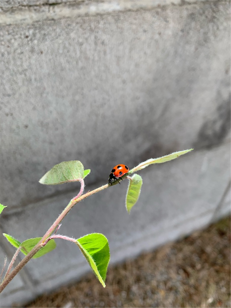 f:id:tantanutakey:20200510184428j:image