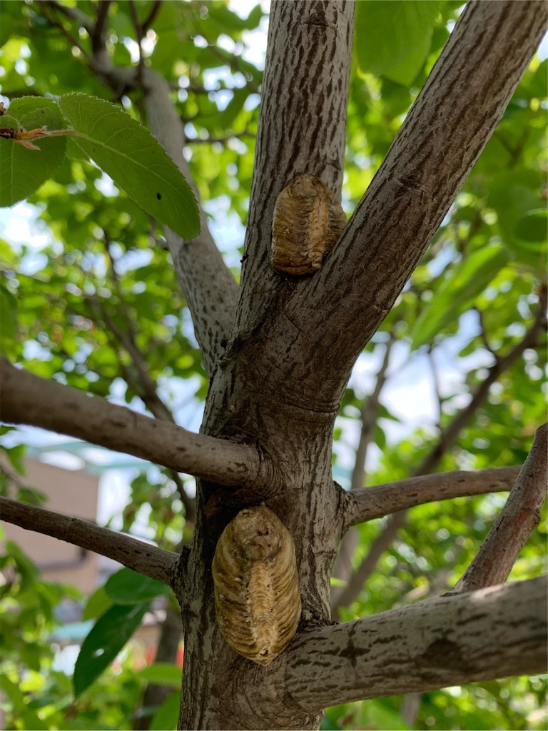 f:id:tantanutakey:20200510184446j:image