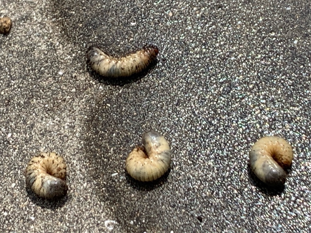 f:id:tantanutakey:20200510190545j:image