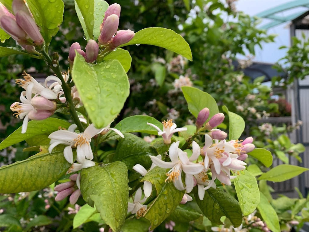 f:id:tantanutakey:20200510192744j:image