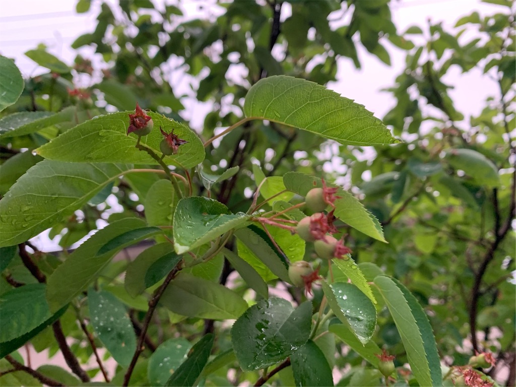 f:id:tantanutakey:20200510192842j:image