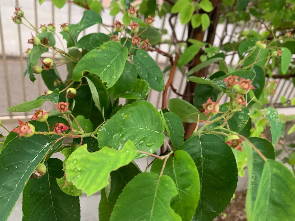 f:id:tantanutakey:20200510192846j:image