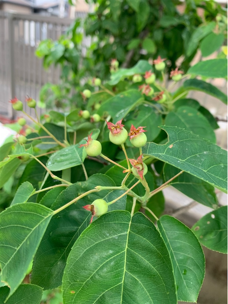 f:id:tantanutakey:20200517103521j:image