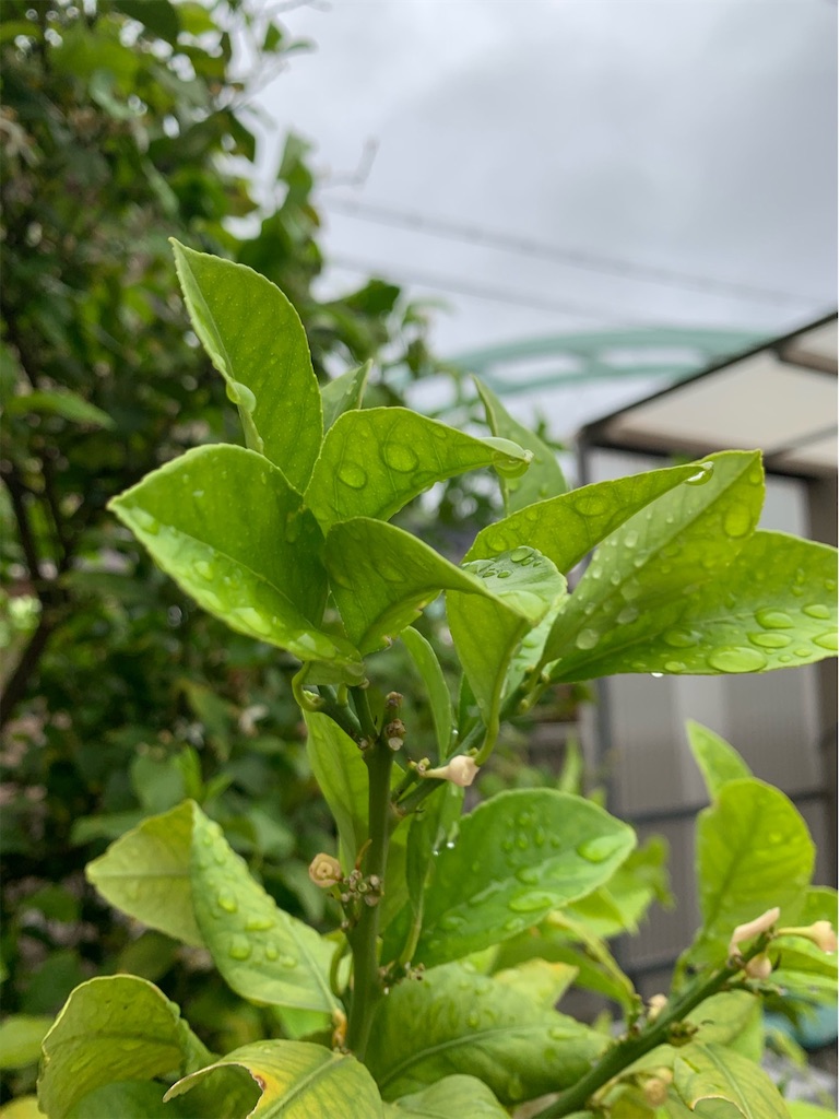 f:id:tantanutakey:20200517103527j:image