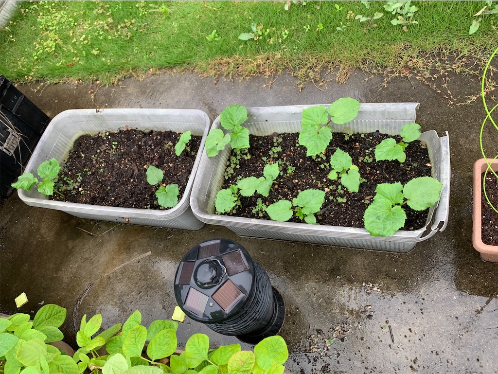 f:id:tantanutakey:20200613165734j:image f:id:tantanutakey:20200613165734j:image