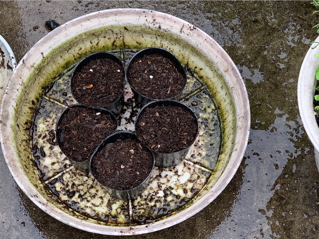 f:id:tantanutakey:20200613165749j:image f:id:tantanutakey:20200613165749j:image