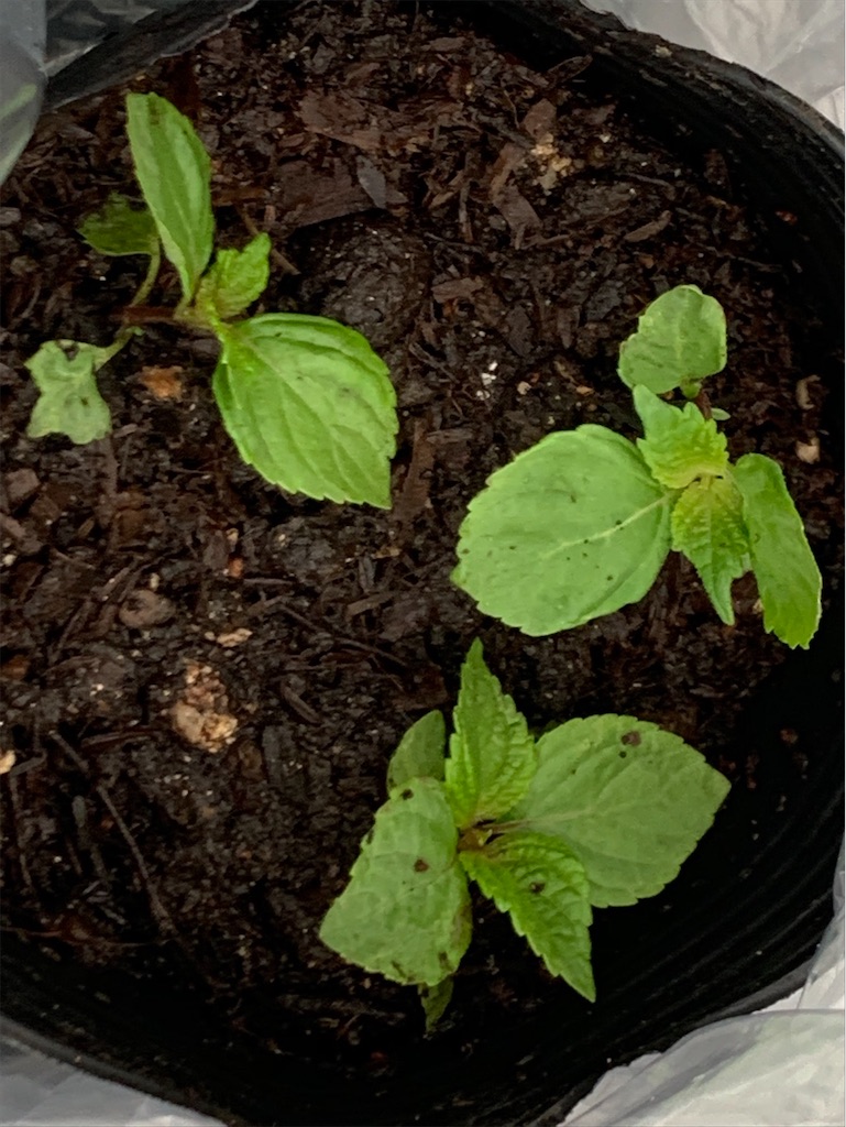 f:id:tantanutakey:20200613165913j:image f:id:tantanutakey:20200613165913j:image