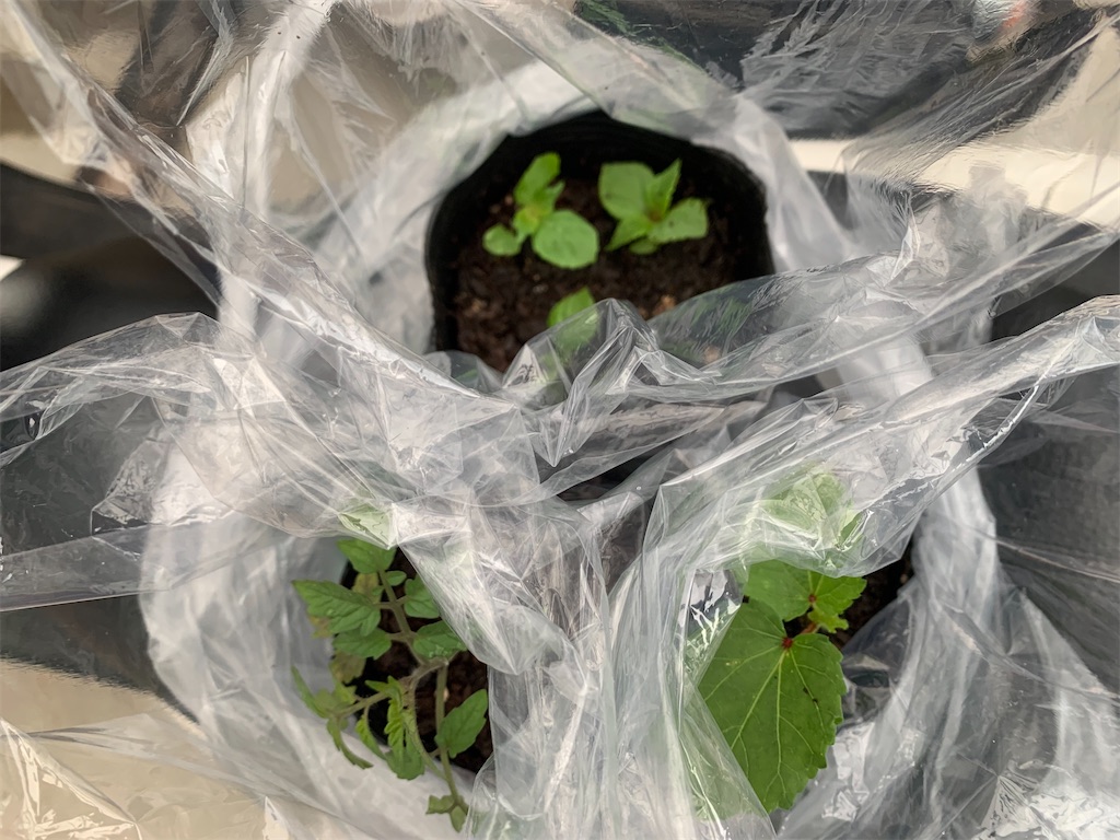 f:id:tantanutakey:20200613165916j:image f:id:tantanutakey:20200613165916j:image