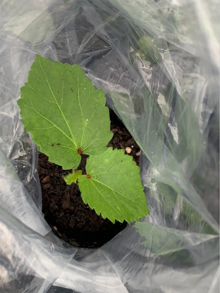 f:id:tantanutakey:20200613165920j:image f:id:tantanutakey:20200613165920j:image