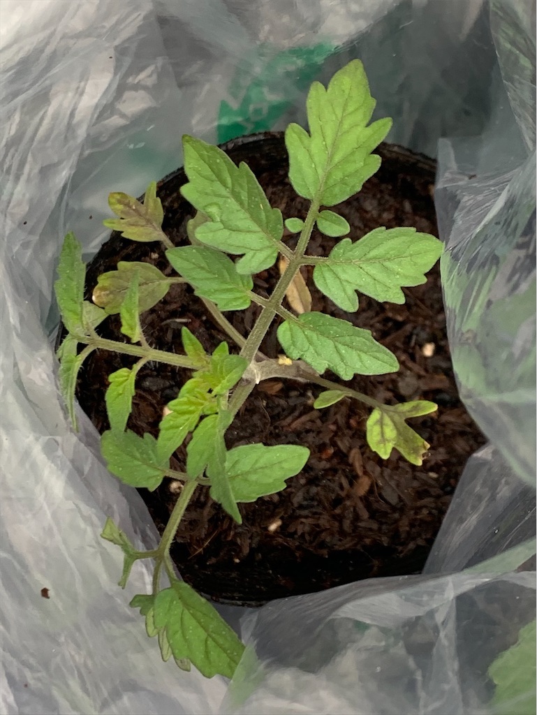 f:id:tantanutakey:20200613165924j:image f:id:tantanutakey:20200613165924j:image