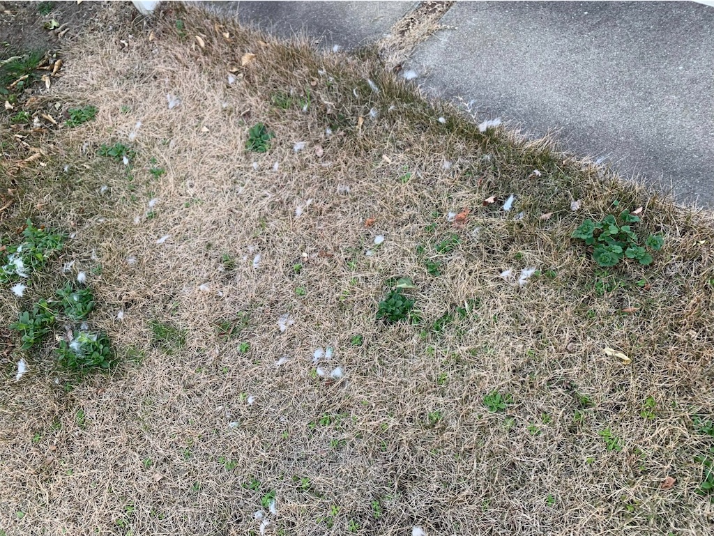 f:id:tantanutakey:20210213100346j:image