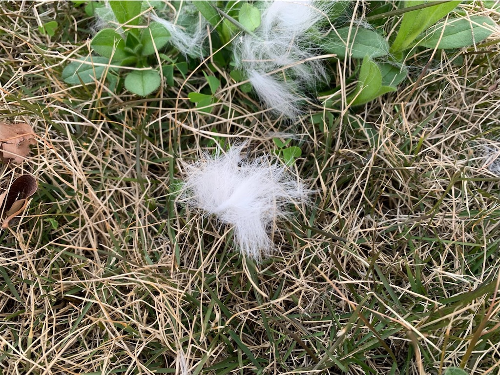 f:id:tantanutakey:20210213100350j:image