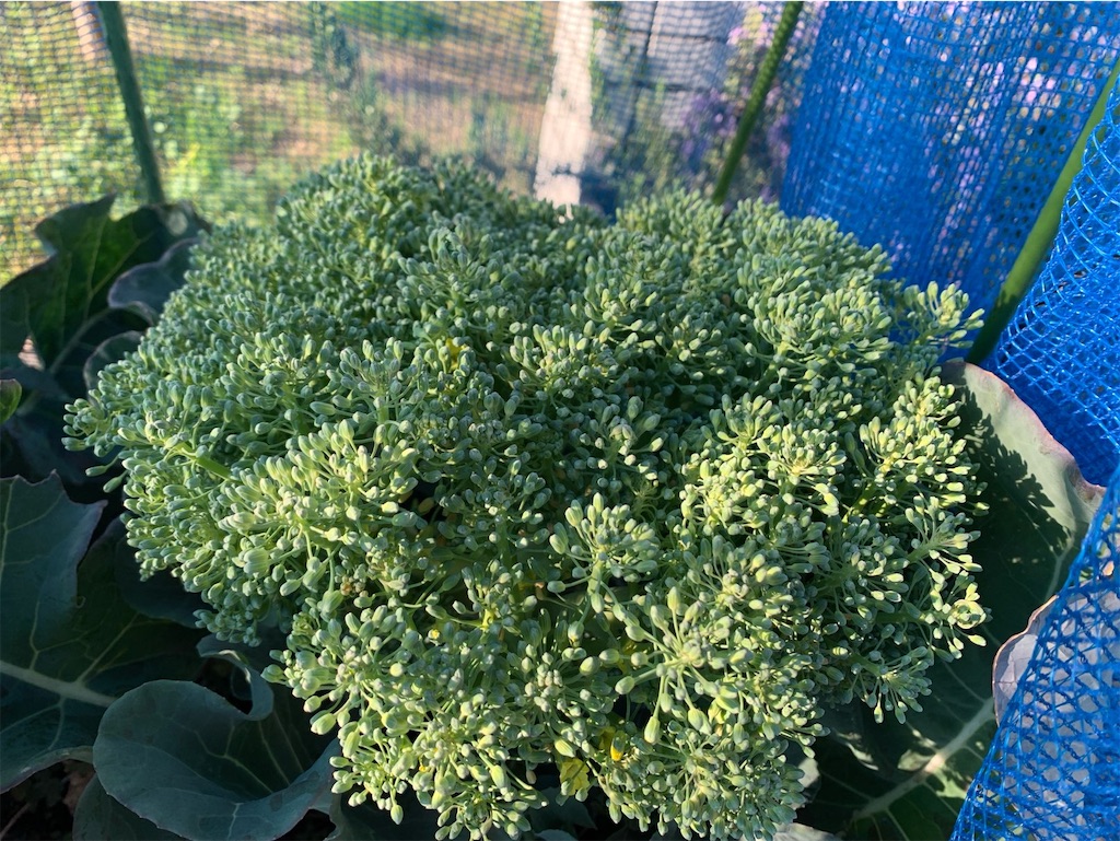 f:id:tantanutakey:20220327172514j:image f:id:tantanutakey:20220327172514j:image