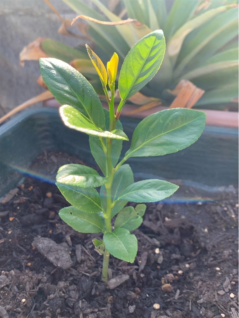 f:id:tantanutakey:20220327172530j:image f:id:tantanutakey:20220327172530j:image