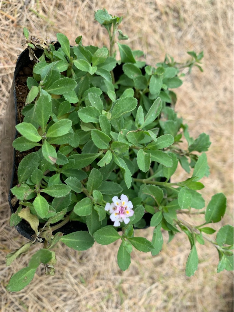 f:id:tantanutakey:20220515155449j:image