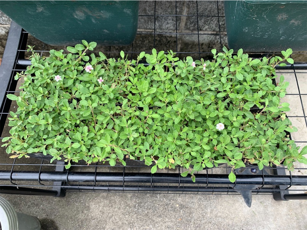 f:id:tantanutakey:20220515155511j:image