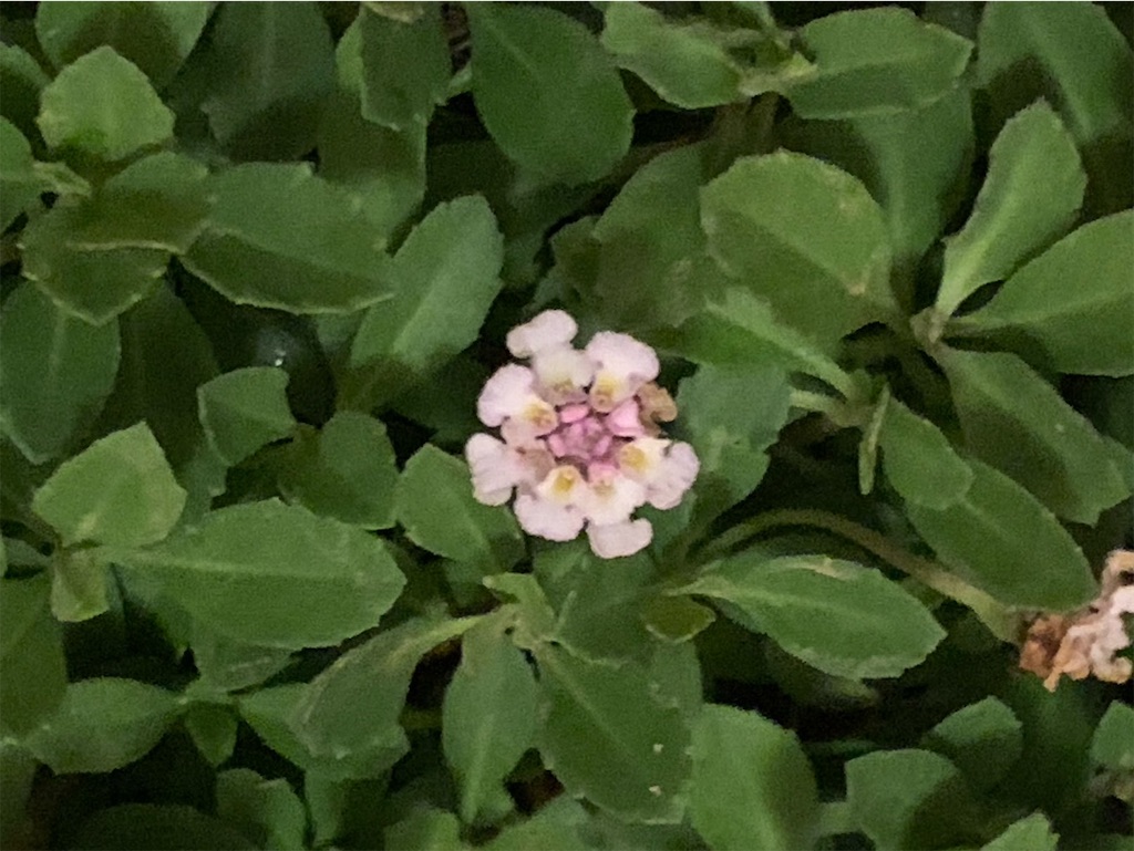 f:id:tantanutakey:20220515155605j:image