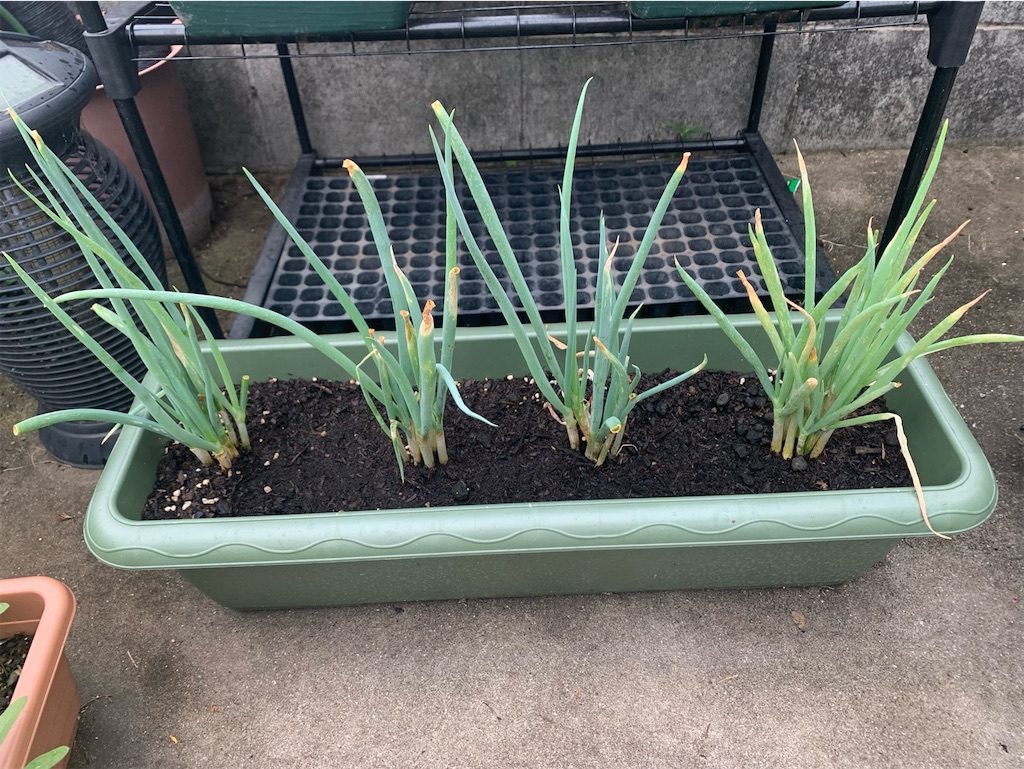 f:id:tantanutakey:20220618124846j:image