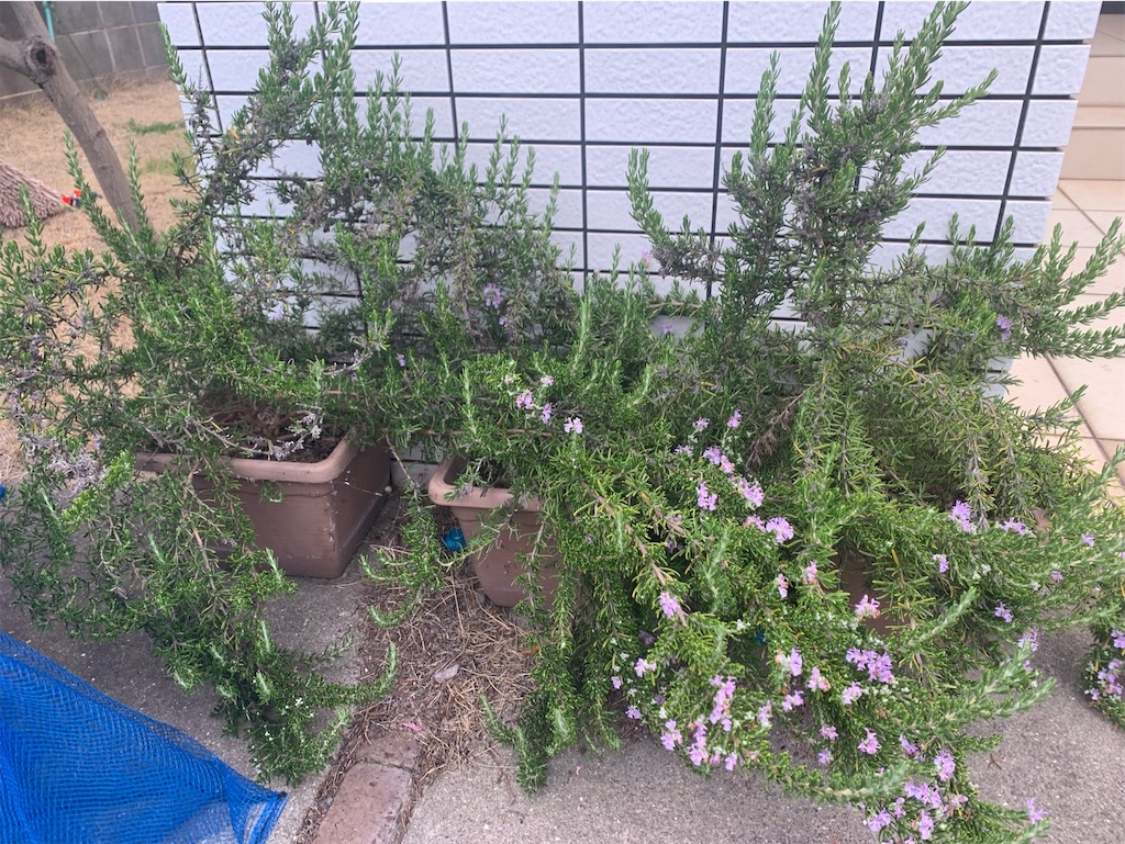 f:id:tantanutakey:20220618124852j:image