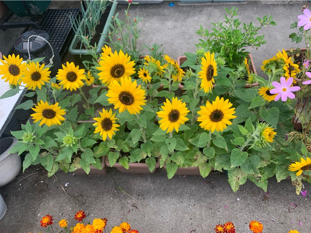 f:id:tantanutakey:20220618124854j:image