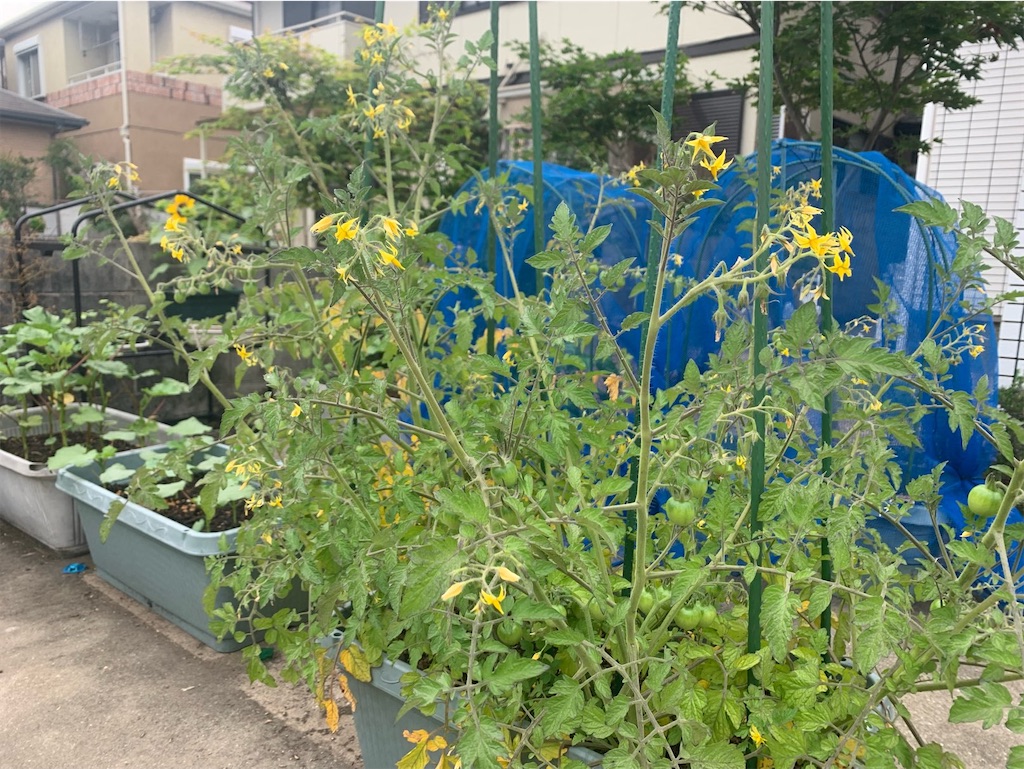 f:id:tantanutakey:20220618124905j:image