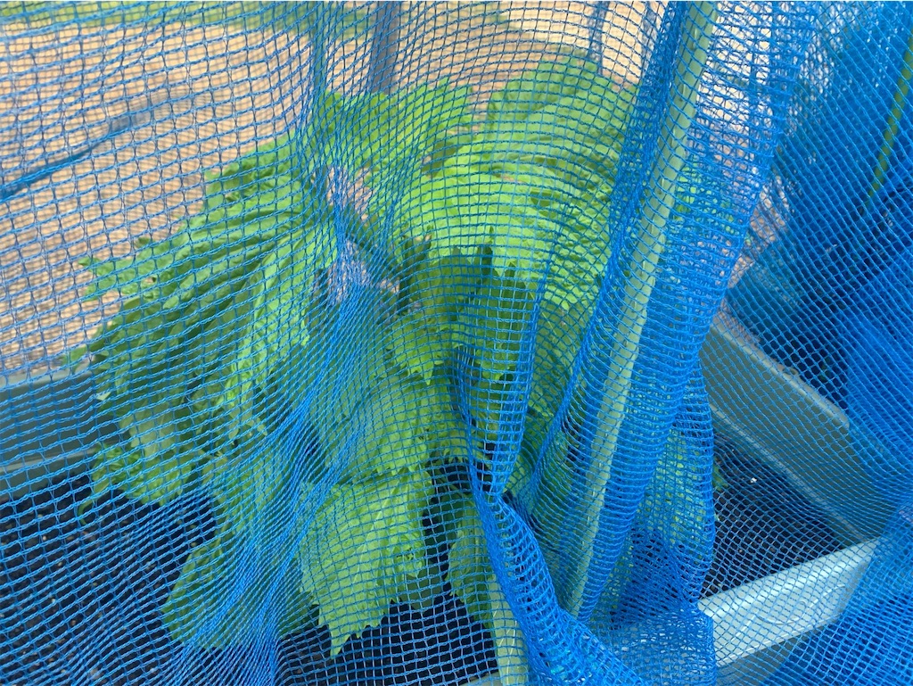 f:id:tantanutakey:20220618124915j:image