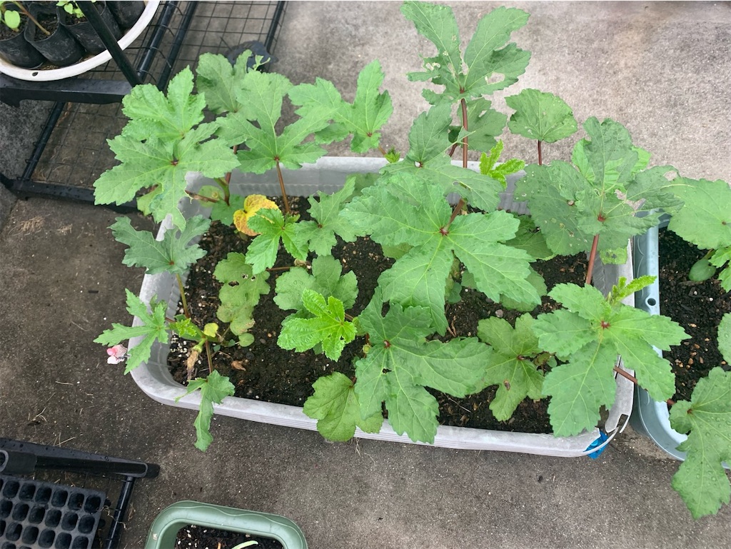 f:id:tantanutakey:20220618124918j:image