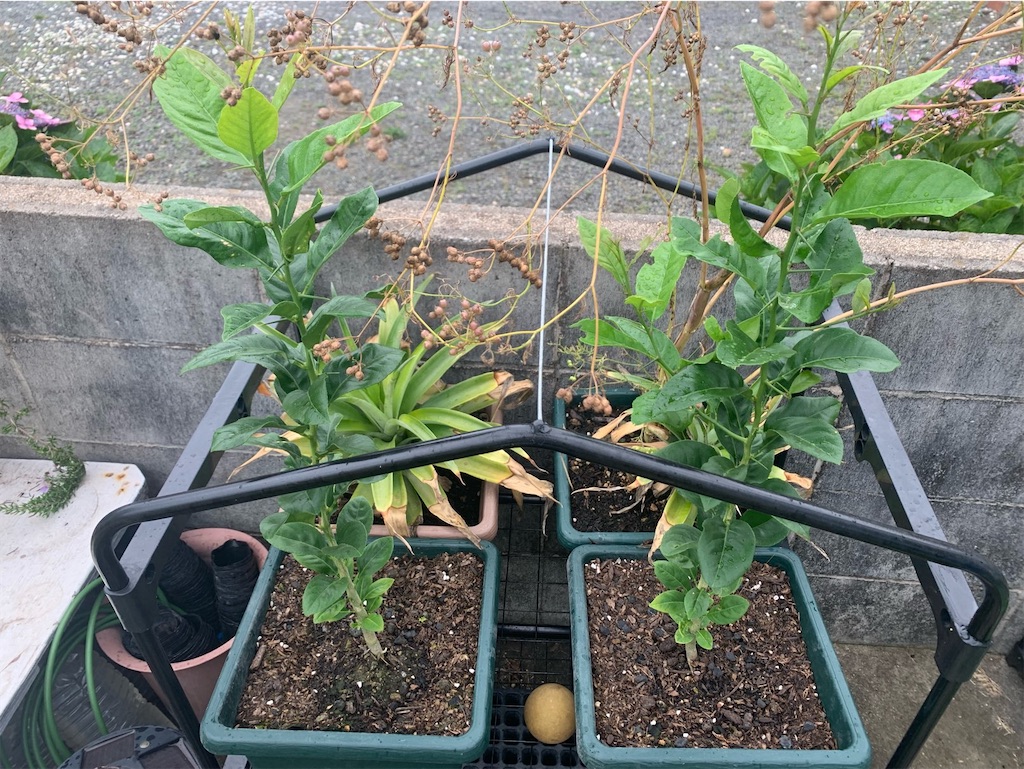 f:id:tantanutakey:20220618124932j:image