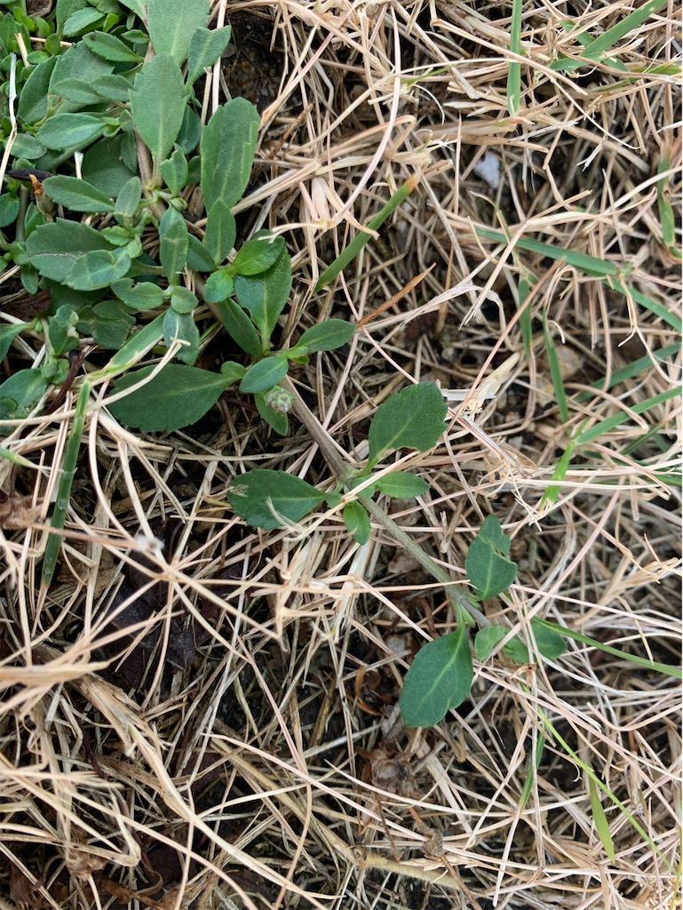 f:id:tantanutakey:20220618134109j:image