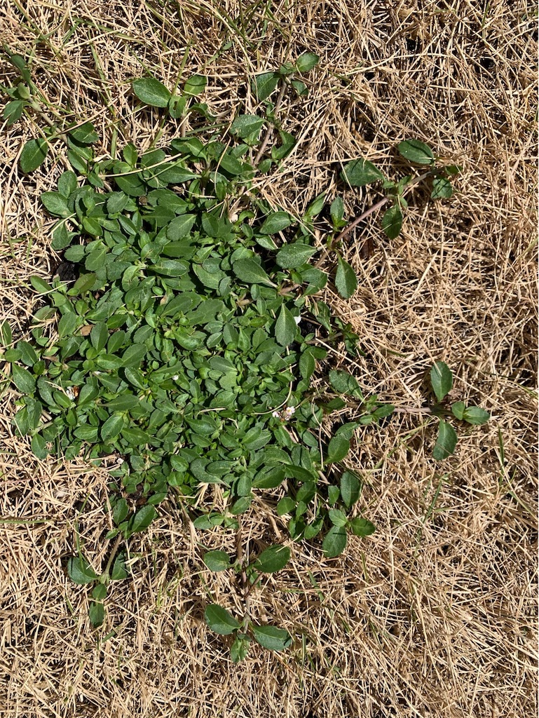 f:id:tantanutakey:20220618134113j:image