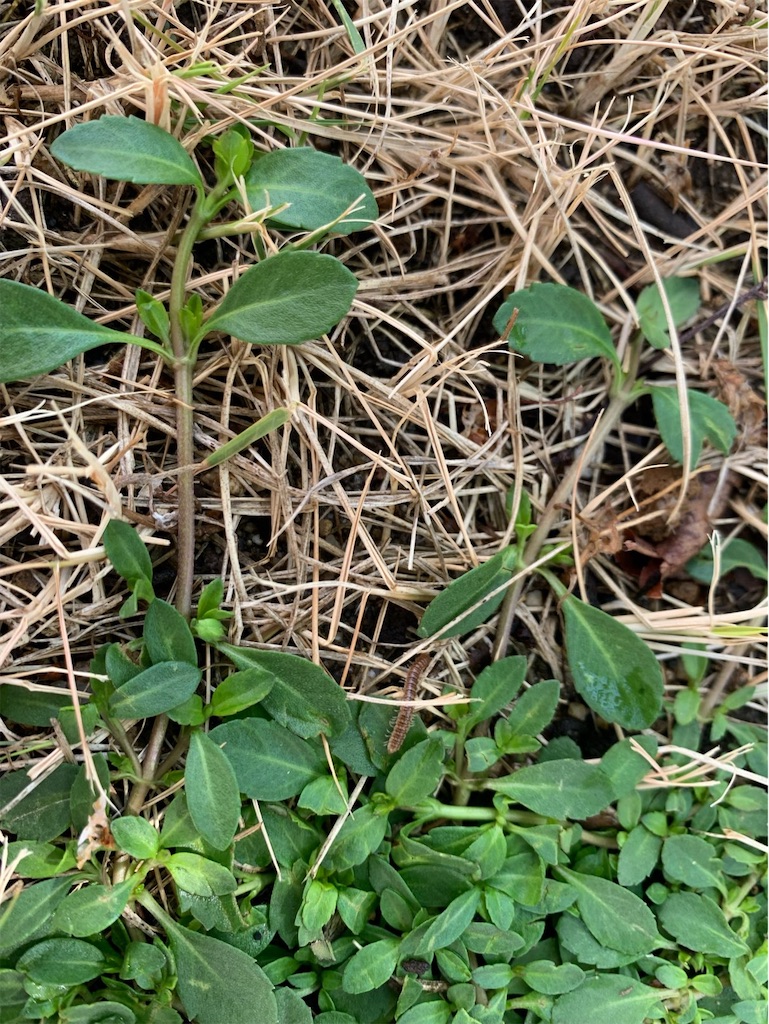 f:id:tantanutakey:20220618134124j:image