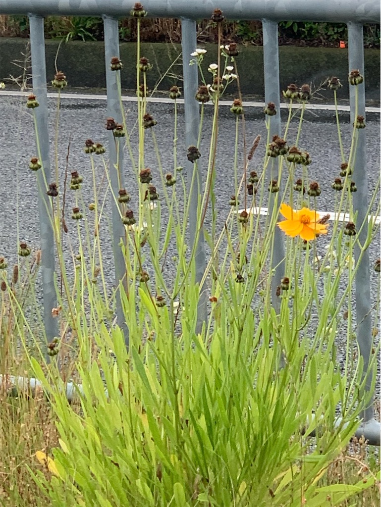 f:id:tantanutakey:20220618150854j:image