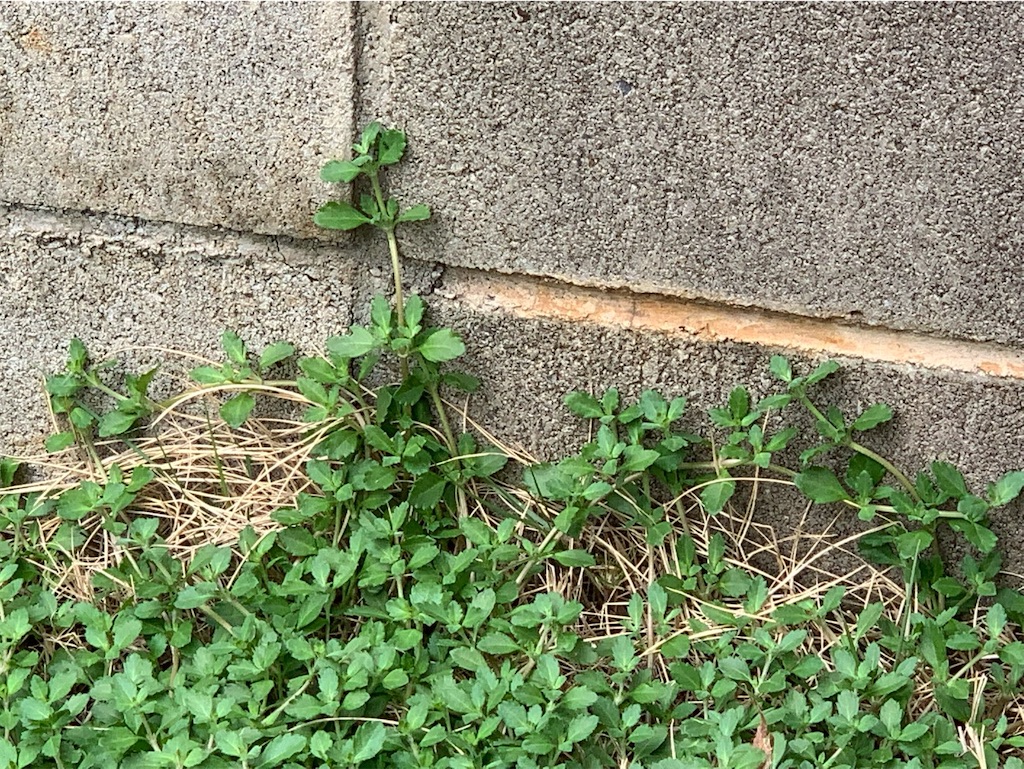 f:id:tantanutakey:20220820103125j:image f:id:tantanutakey:20220820103125j:image