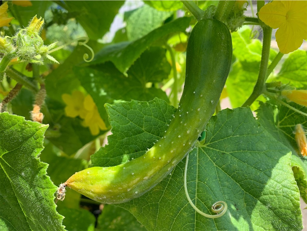 f:id:tantanutakey:20230702111338j:image f:id:tantanutakey:20230702111338j:image