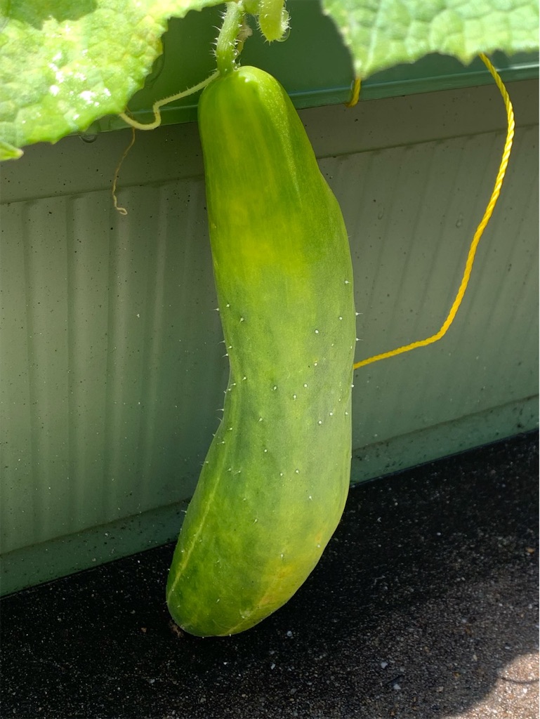 f:id:tantanutakey:20230702111345j:image f:id:tantanutakey:20230702111345j:image